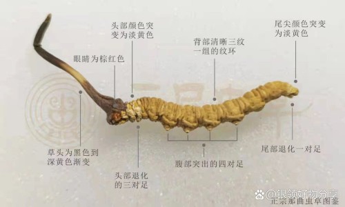 鲟鱼子的美容功效与作用-鲟鱼子图片,中国鲟鱼子的美容功效网站
